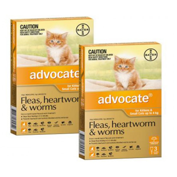 advocate for cats